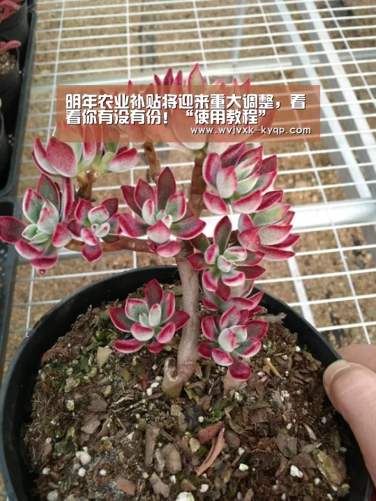 明年农业补贴将迎来重大调整,看看你有没有份!“使用教程”(图4) 多端支持